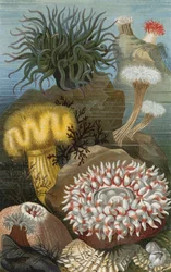 Sea Anemones